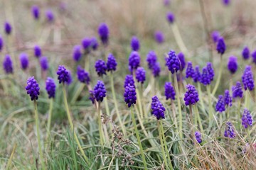 Flowers of grape hyacinths, Muscari neglectum, in a meadow