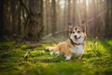 Welsh corgi pembroke dog in the forest sitting on moss