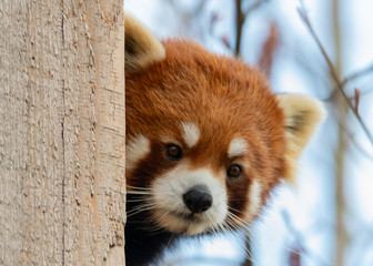 Wildlife photography