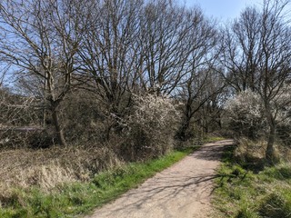 trees in the park