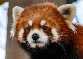 Fototapeta premium Wildlife photography