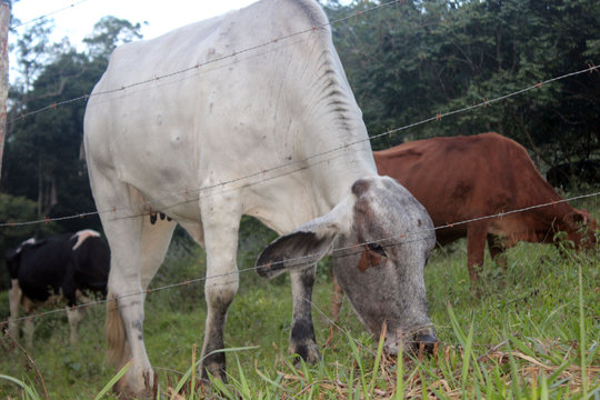 Gado Pastando no Campo