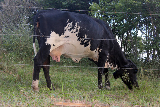 Vaca Pastando no Campo