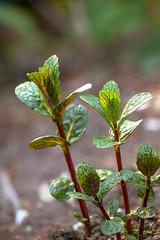 Fresh mint that grows in the ground