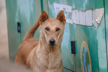 THIS IS A PHOTO OF STREET DOG
