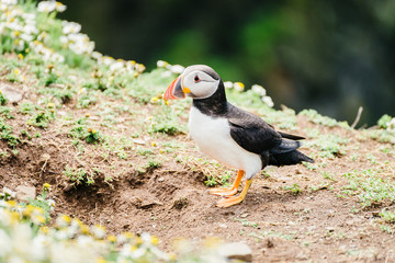 Atlantic Puffin standing on the cliffs of Skomer Island in Pembrokeshire, West Wales - side view.