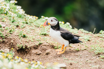 Atlantic Puffin standing on the cliffs of Skomer Island in Pembrokeshire, West Wales - side view.
