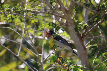 bird on branch