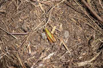 Image of a grasshopper in summer in the Austrian Alps,