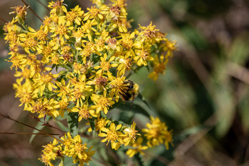 Image of a Bumblebee, on yellow flowers Senecio ovatus. The focus is on the flowers and Bumblebee. The background is out of focus