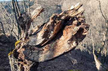 Storm damage. Broken tree in the forest