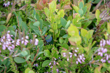 Image of mountain meadow with lots of herbs and flowers in summer in the Austrian Alps,