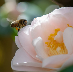 Bee collecting pollen from Camelia flower