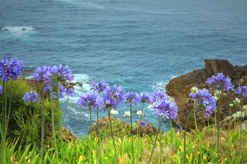 African lily (Agapanthus africanus) in front of the Southern ocean - an invasive plant naturalized to Australia