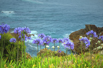 African lily (Agapanthus africanus) in front of the Southern ocean - an invasive plant naturalized...