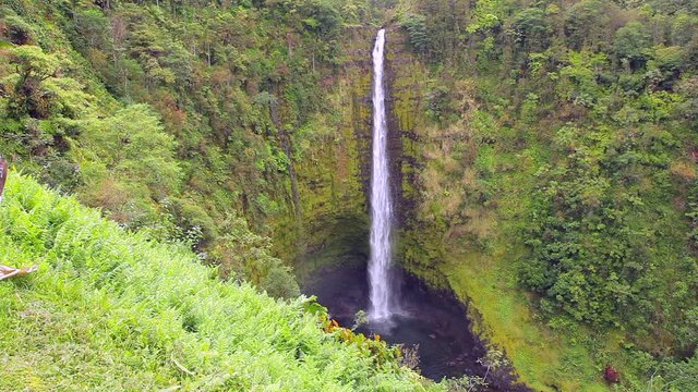 442 foot-high Akaka Falls west of Hilo on the island of Hawaii drops into a cavernous lava hole surrounded by green grass and ferns covering the lava walls.