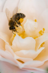 Bee collecting pollen from Camelia flower