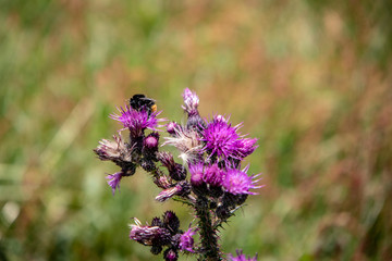 Image of a wild Cirsium vulgare, spear thistle with bumblebees and butterflies, in summer in the Austrian Alps