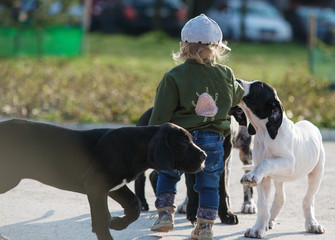 girl child having fun with the great dane puppy