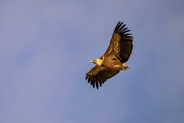 Griffon vulture, Gyps fulvus in Monfrague National Park. Extremadura, Spain