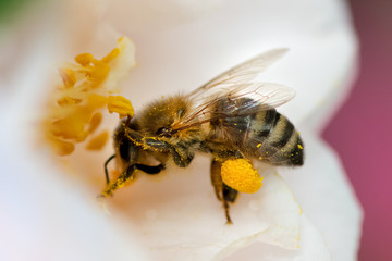 Bee collecting pollen from Camelia flower