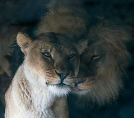 Wildlife photography