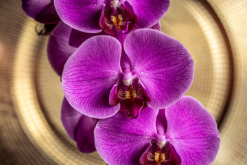 Pink orchids macro on a golden background