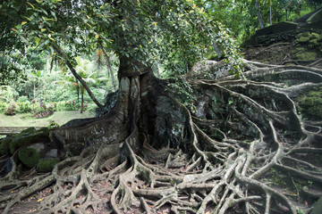 Wonders of Bali!