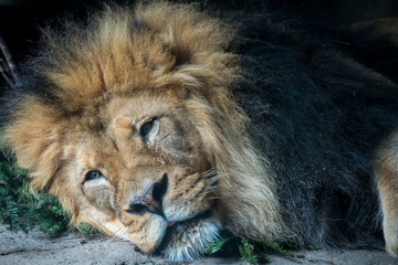 Wildlife photography