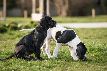Fototapeta premium puppy great dane on the grass