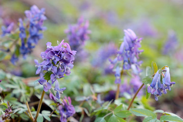 First spring flowers in a forest. Fumewort, corydalis solida blooming in a green grass