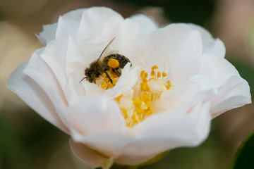 Bee collecting pollen from Camelia flower