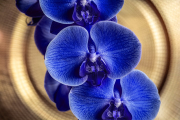 Blue orchids macro on a golden background