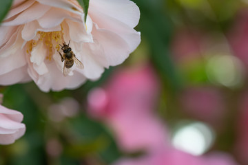 Bee collecting pollen from Camelia flower