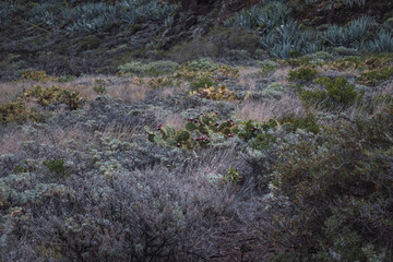 lavender field in the canary islands