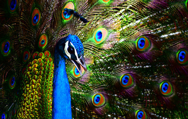 Portrait of a colorful dancing peacock . Peacock close up portrait. Peacock wallpaper and...