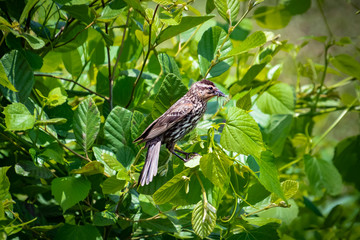 House Sparrow sitting among leaves at Lake Acworth in Georgia.