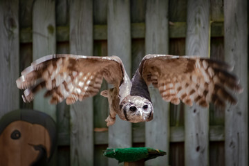 African Eagle Owl flying in raptor show at wildlife sanctuary in Georgia.