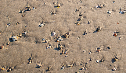 Fototapeta na wymiar seashell close-up on a beach