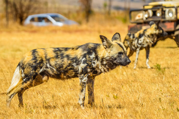 Portrait of African wild painted dog or Lycaon Pictus taken during a safari in a game reserve in South Africa