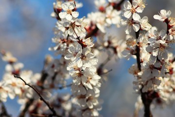 Cherry And Apricot Trees In Bloom