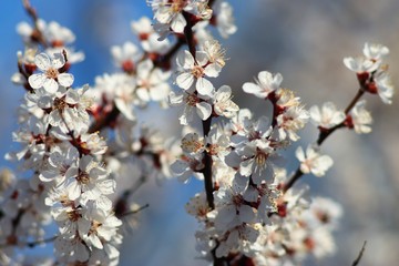 Cherry And Apricot Trees In Bloom