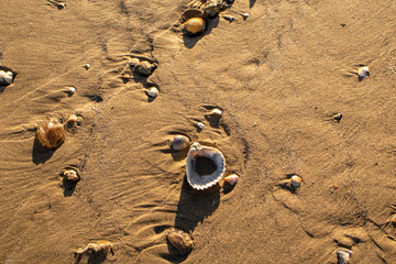 seashell close-up on a beach
