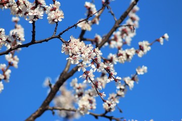 Cherry And Apricot Trees In Bloom