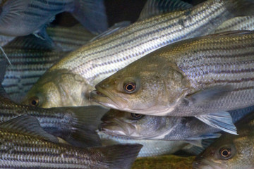 Striped Bass Swim Close Together Underwater