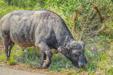Large African cape buffalo or Syncerus caffer caffer in a game reserve in South Africa