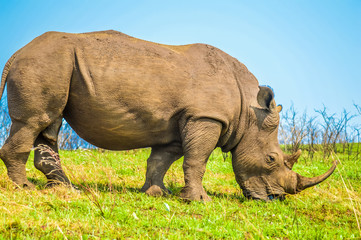 Obraz premium Portrait of an African white Rhinoceros or Rhino or Ceratotherium simum also know as Square lipped Rhinoceros in a South African game reserve