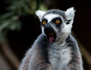 Obraz premium Wildlife photography