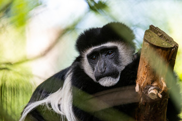 Wildlife photography