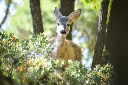 Jeune chevreuil dans un bois color&eacute; au rayon d'&eacute;t&eacute;, faune sauvage d'Europe